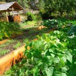 Garden as if Your Life Depended on it, Because it Just Might