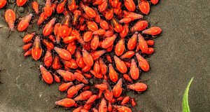 Bugs In Your Strawberry Yogurt? Check The Label To Be Sure