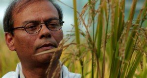 Farmers in the Philippines Storm and Destroyed Field Tests of Monsanto’s GM Golden Rice