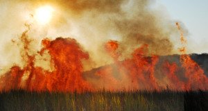 Coexist with Monsanto or Destroy it? Follow the Organic Money