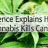 Watch How Science Explains How Cannabis Kills Cancer Cells (Video)