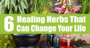 6 Healing Herbs