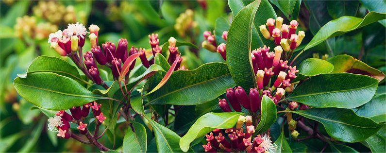 Clove bush with flowers