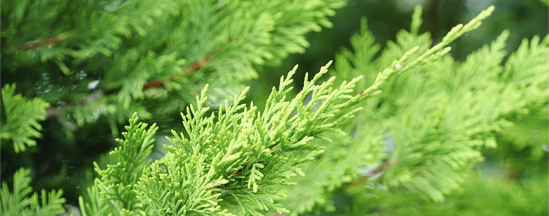 Cypress tree leaves