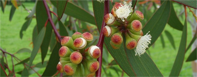 Eucalyptus tree with flowers