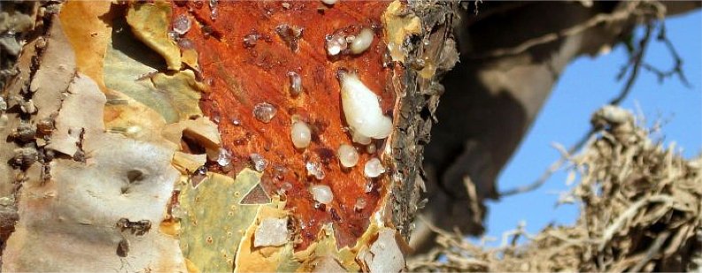 Frankincense tree resin