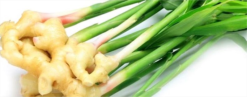 Ginger roots with stalks