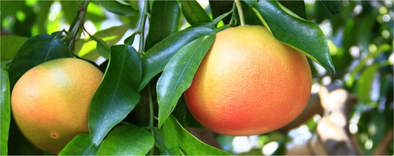 Grapefruit tree