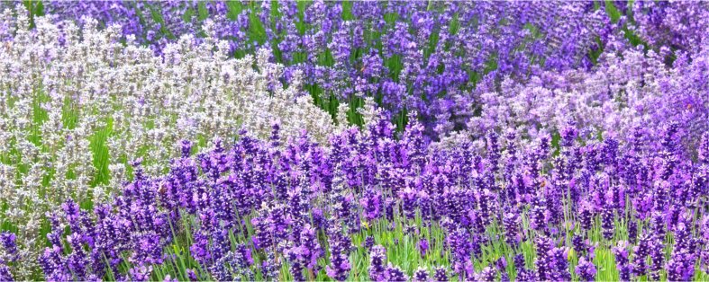  Lavender flowers