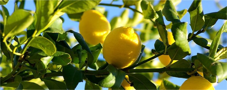 Lemon tree with fruit