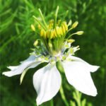 Nigella Sativa Plant