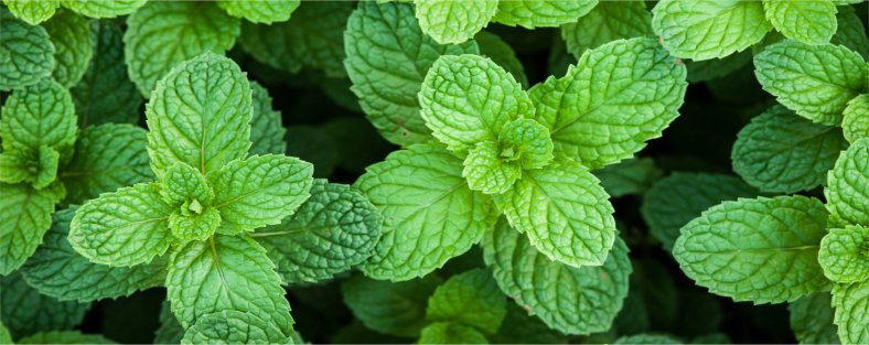 Peppermint leaves