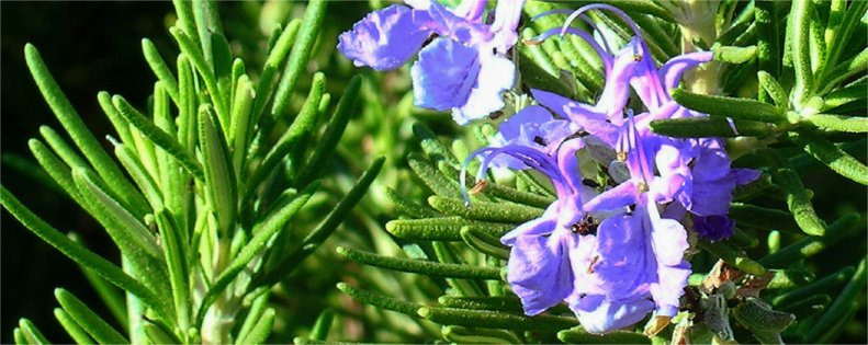 Rosemary bush with flowers