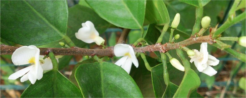 Sandalwood tree with flowers