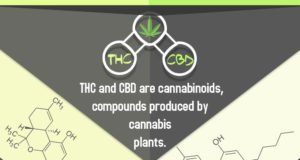 THC VS CBD infographic