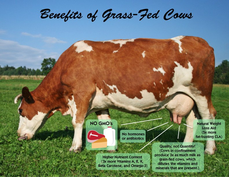 Benefits of grass fed cows on health