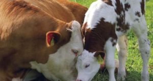 Science Proves Eating Meat is Destroying The World